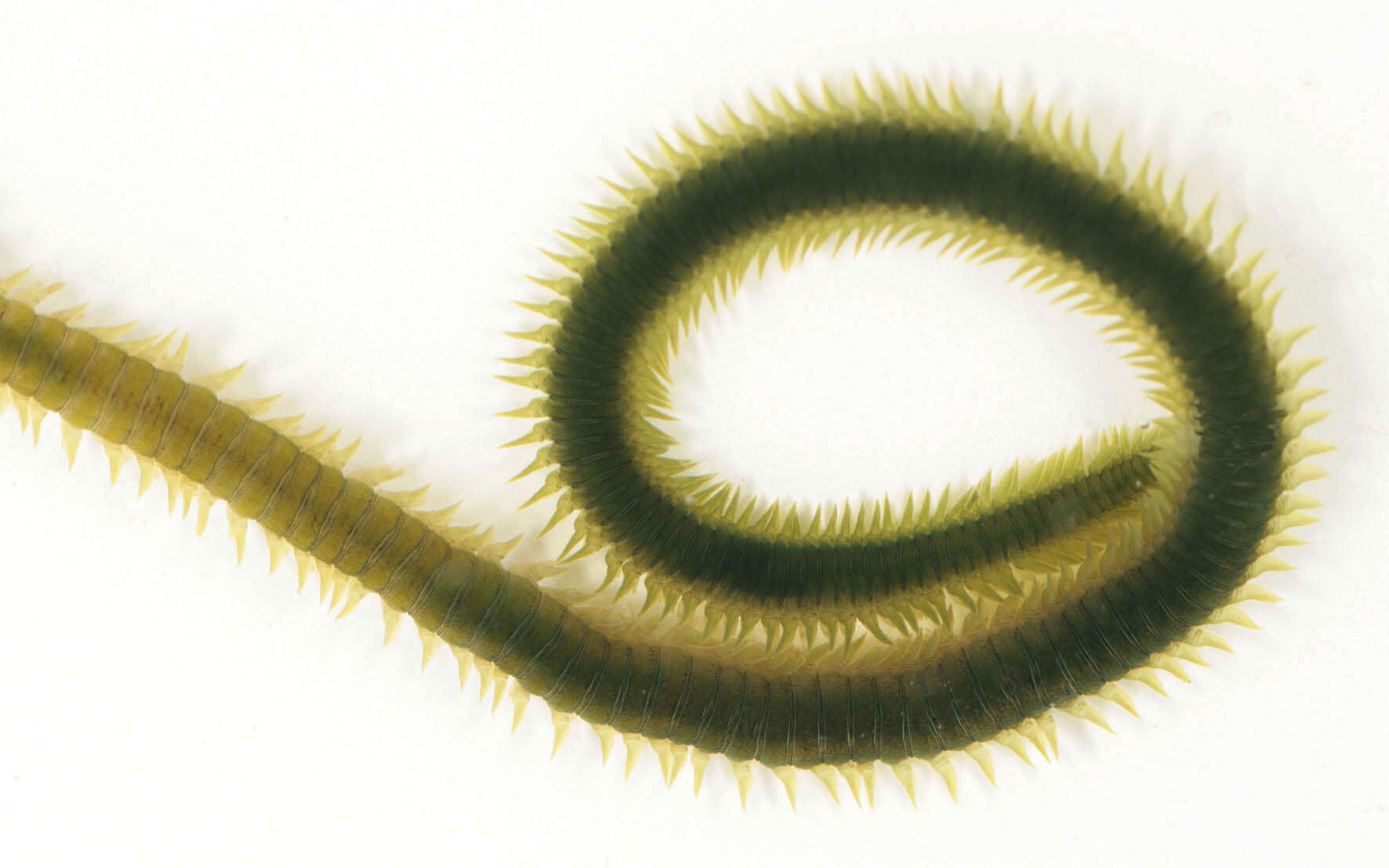 Image of Eulalia clavigera (Audouin & Milne Edwards 1833)