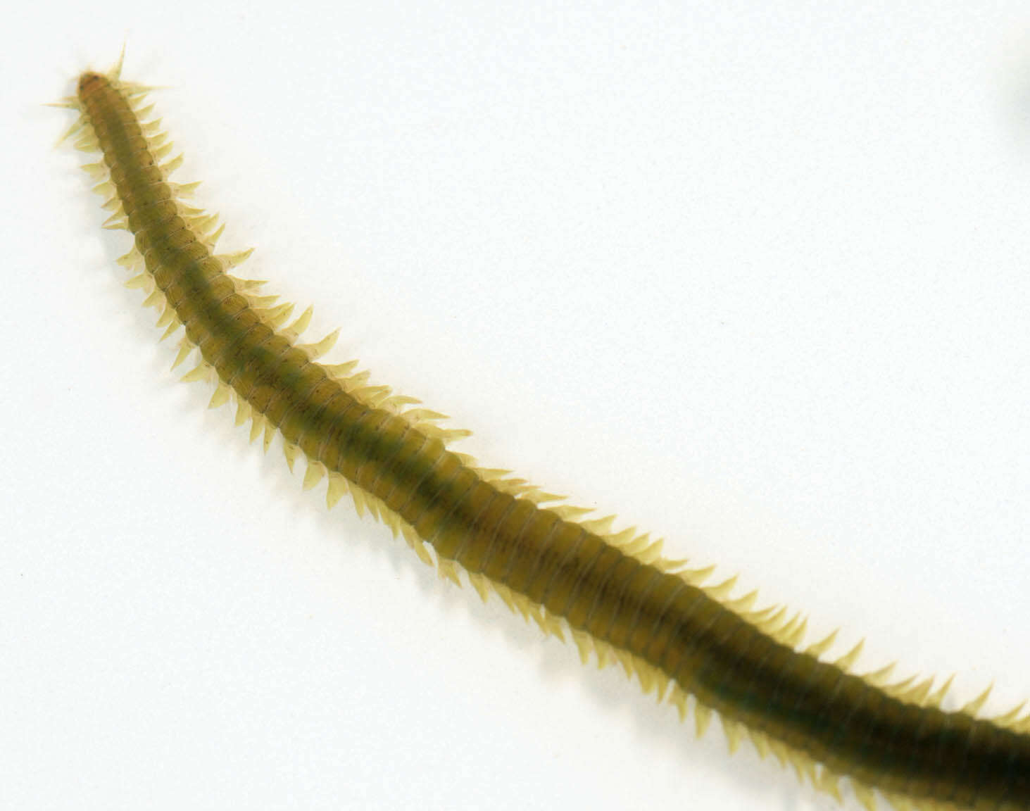 Image of paddleworms