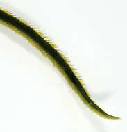 Image of paddleworms