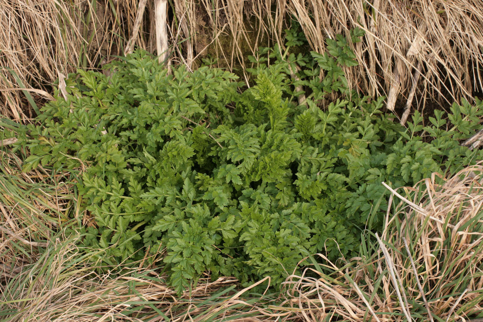 Oenanthe crocata L. resmi