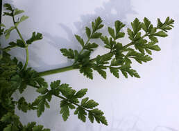 Oenanthe crocata L. resmi