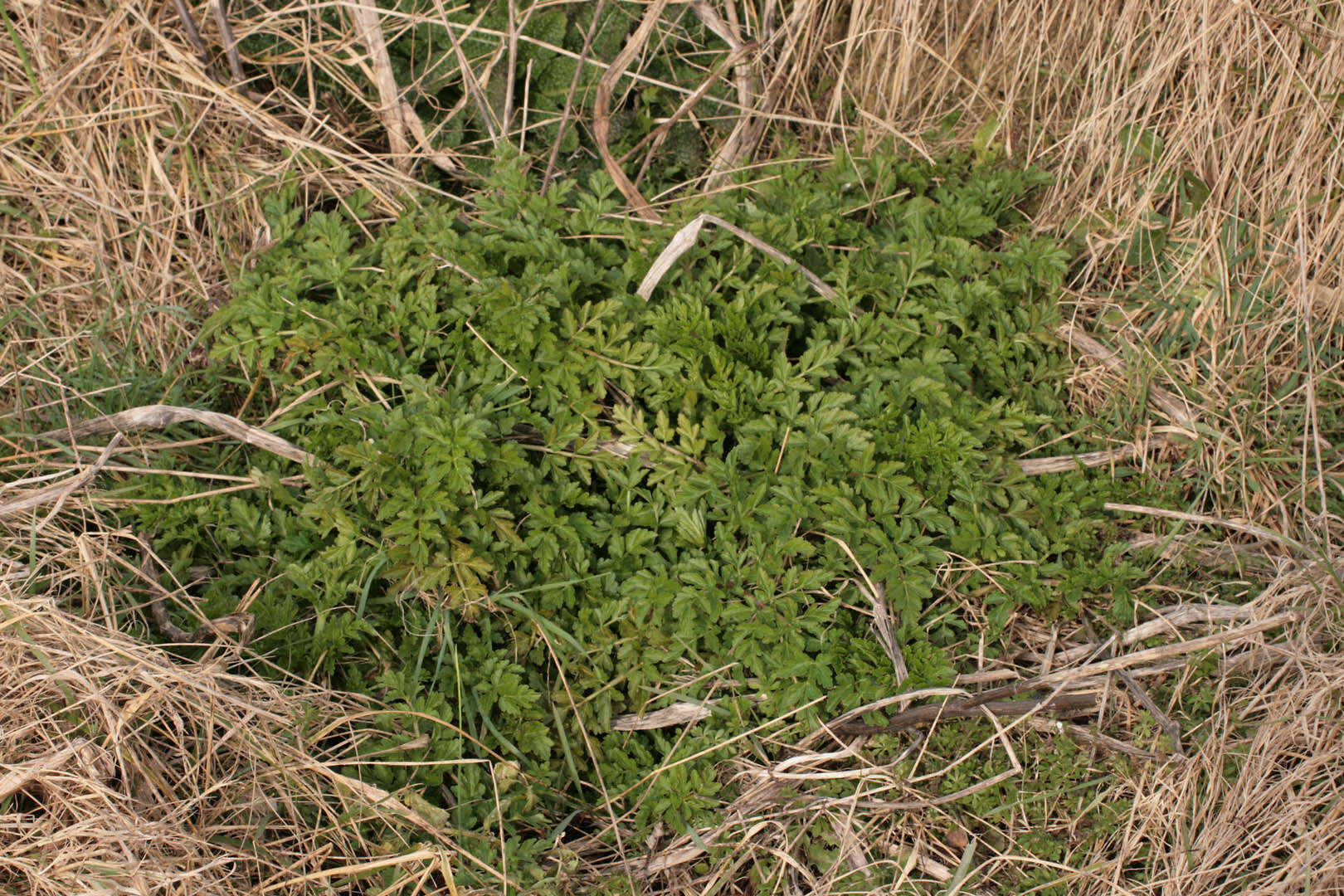 Oenanthe crocata L. resmi