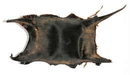 Image of Thornback skate