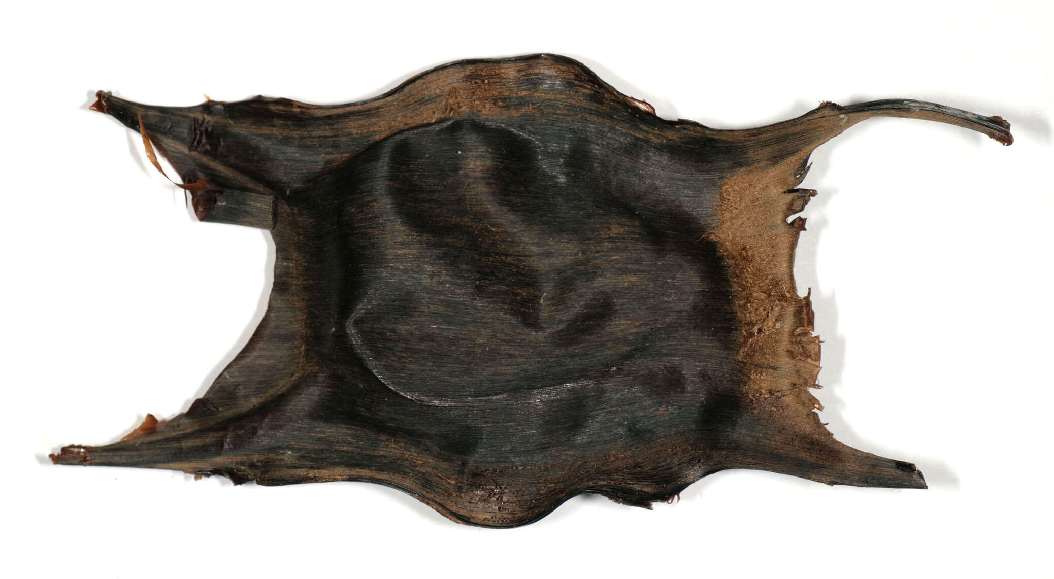 Image of Thornback skate