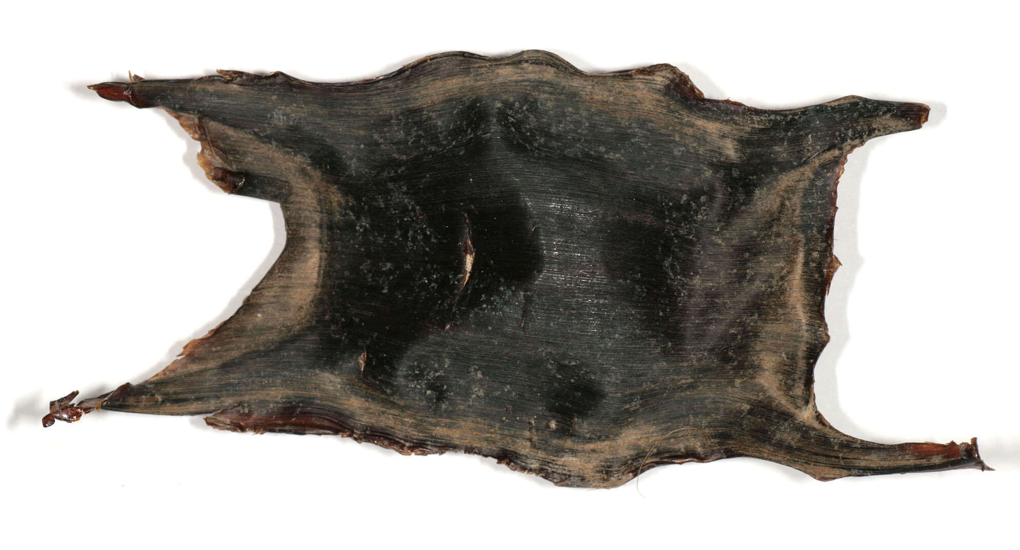 Image of Thornback skate