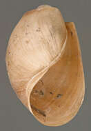 صورة Aplysiida