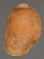 صورة Aplysiida