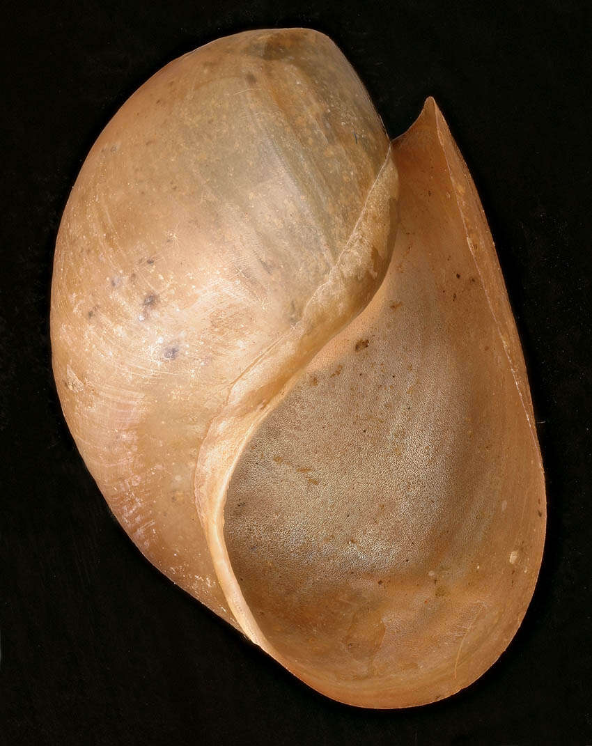 صورة Aplysiida