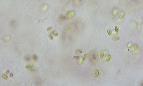 Image of Gloeocystis Nägeli 1849