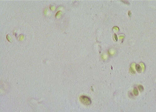 Image of Gloeocystis Nägeli 1849