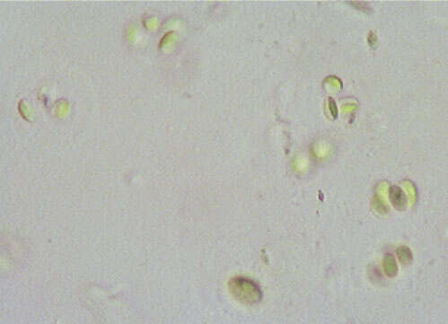 Image of Gloeocystis Nägeli 1849