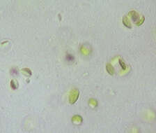 Image of Gloeocystis Nägeli 1849