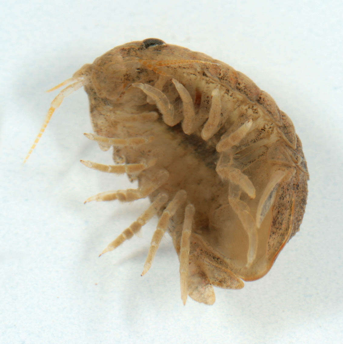 Image of Lekanesphaera rugicauda (Leach 1814)