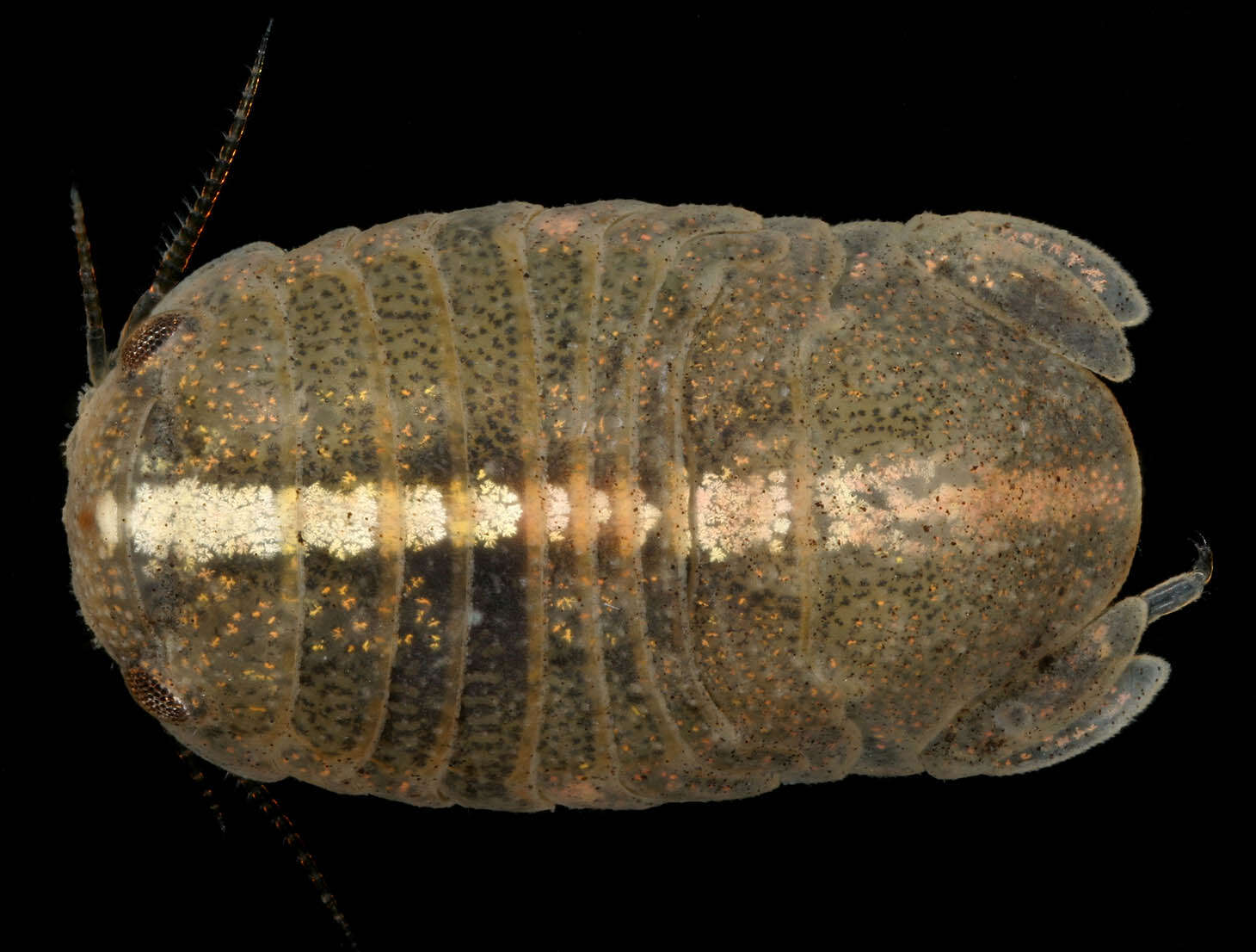 Image of Lekanesphaera rugicauda (Leach 1814)