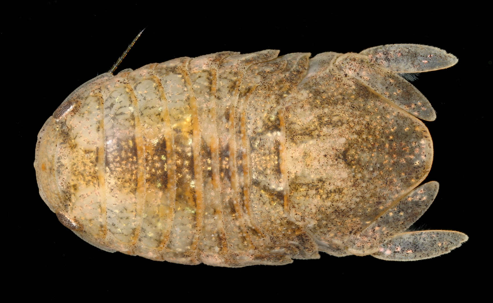 Image of Lekanesphaera rugicauda (Leach 1814)