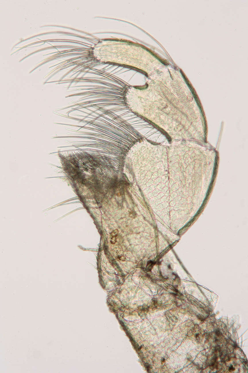 Image of Lekanesphaera rugicauda (Leach 1814)