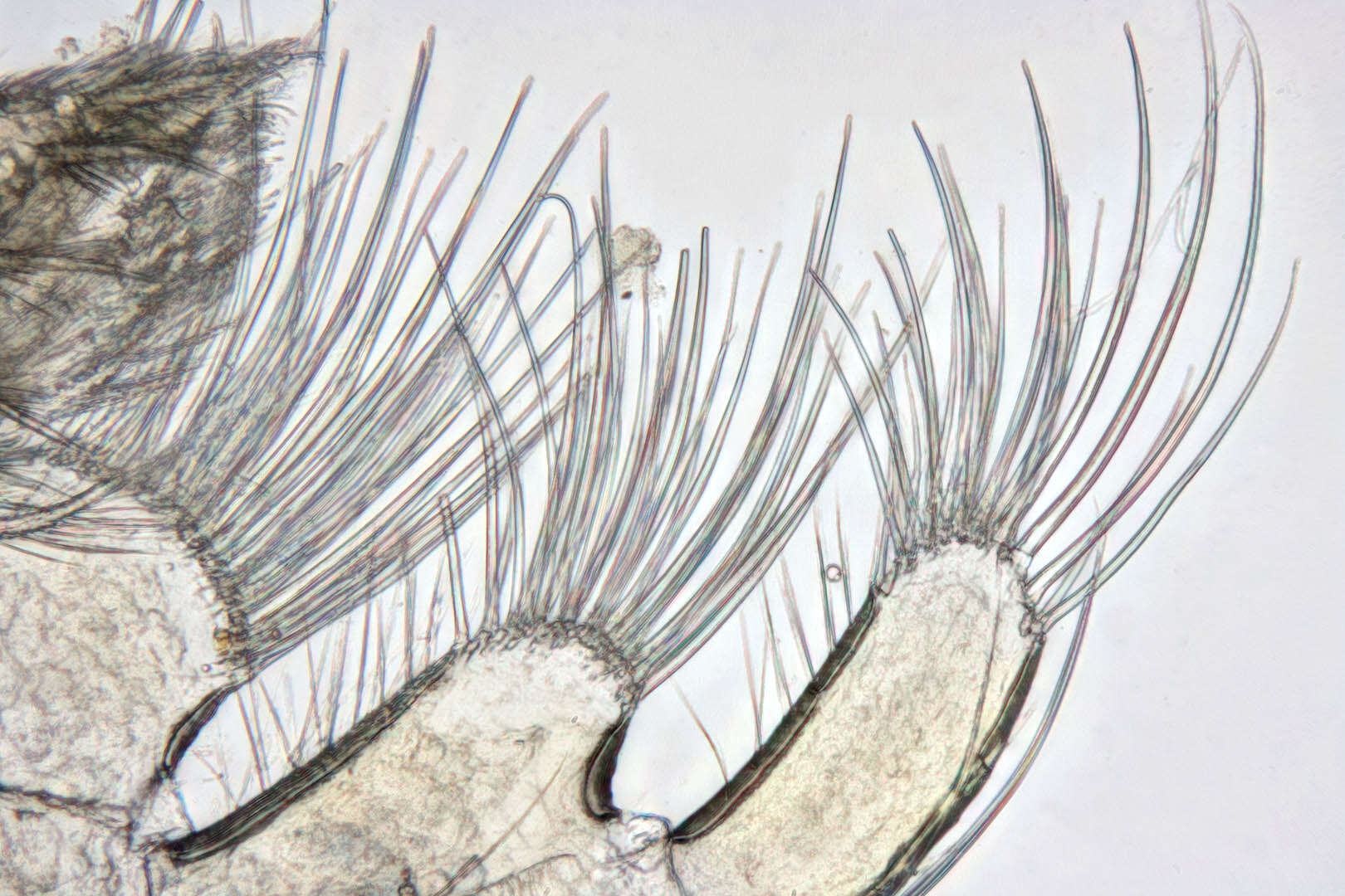 Image of Lekanesphaera rugicauda (Leach 1814)