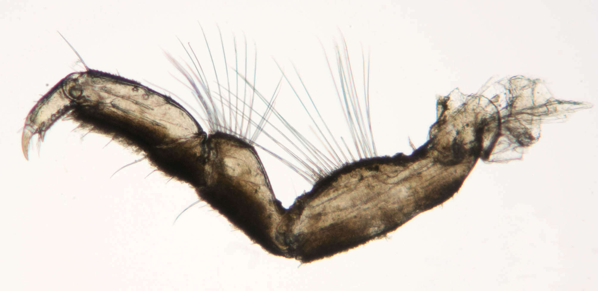 Image of Lekanesphaera rugicauda (Leach 1814)