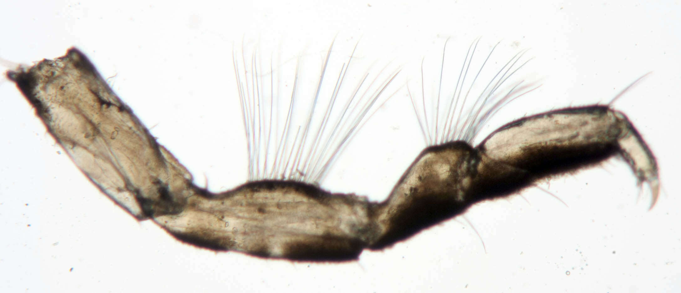 Image of Lekanesphaera rugicauda (Leach 1814)