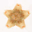 Image of cushion star