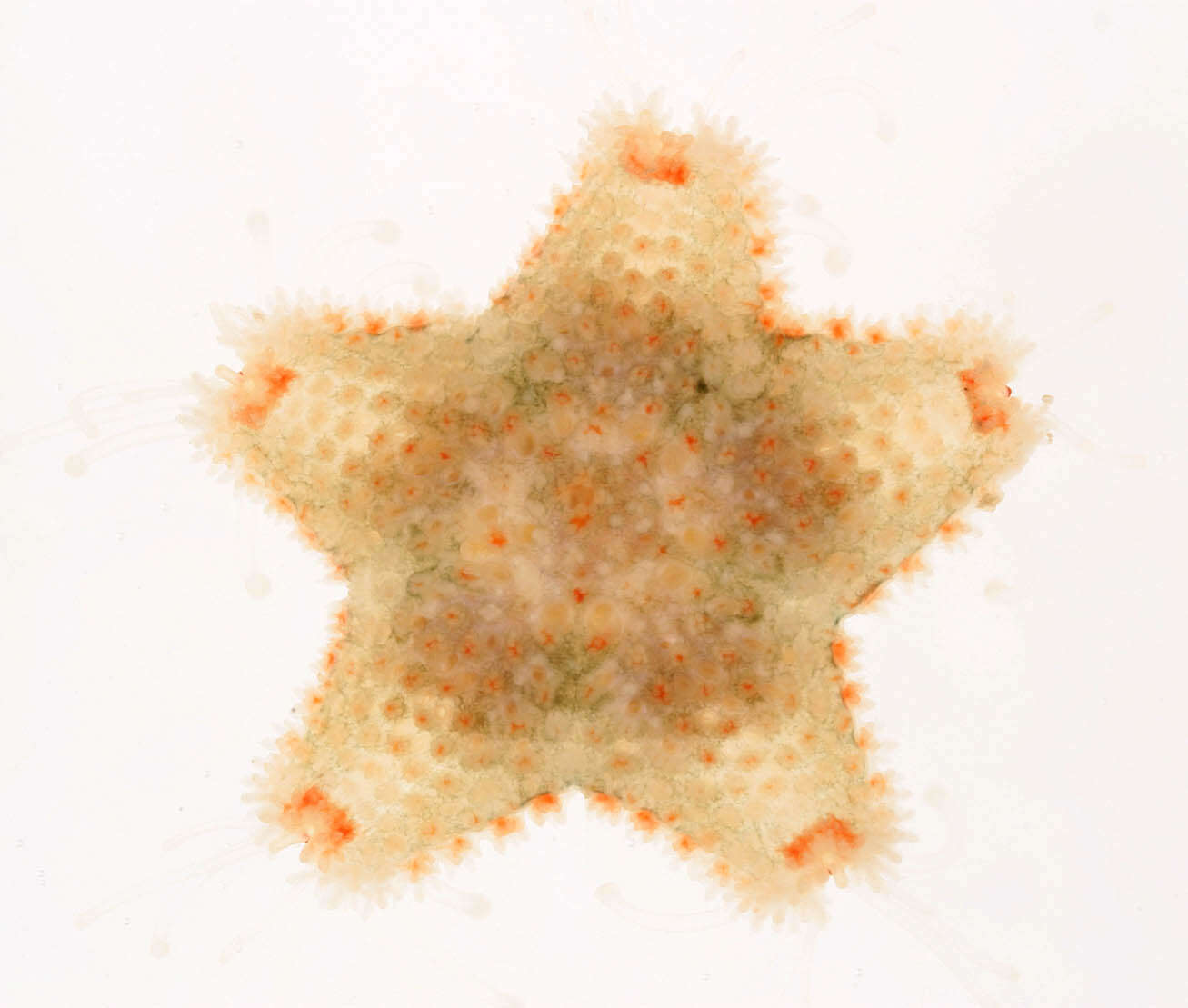 Asterina gibbosa (Pennant 1777) resmi