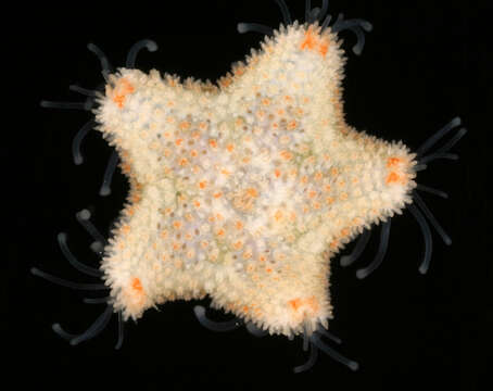 Image of cushion star