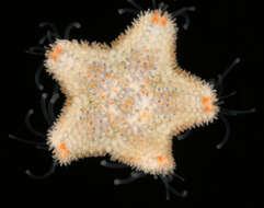 Image of cushion star