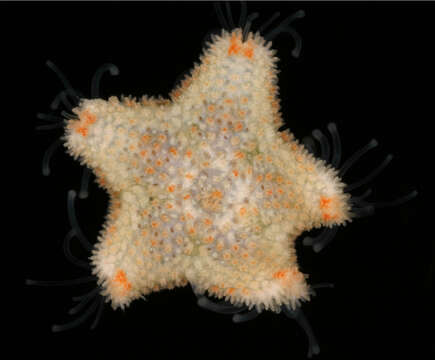 Image of cushion star