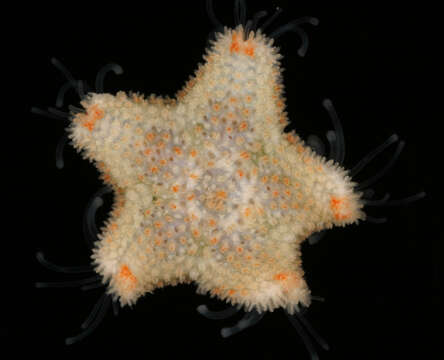 Image of cushion star