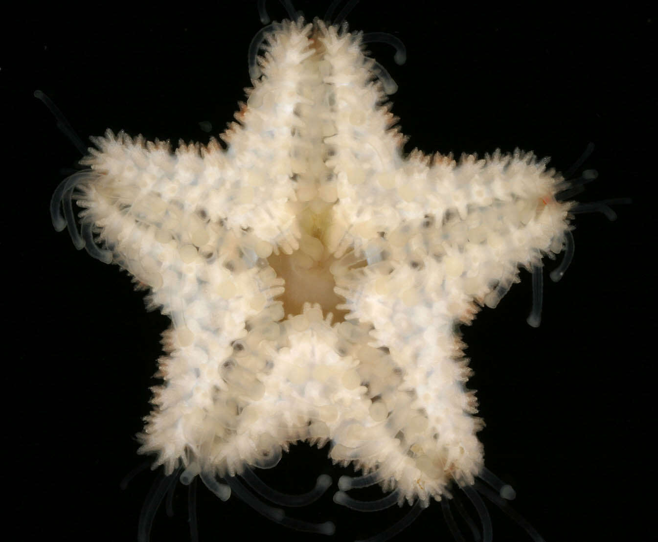 Asterina gibbosa (Pennant 1777) resmi