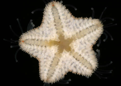 Image of cushion star