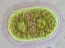 صورة Cylindrocystis Meneghini ex De Bary 1858