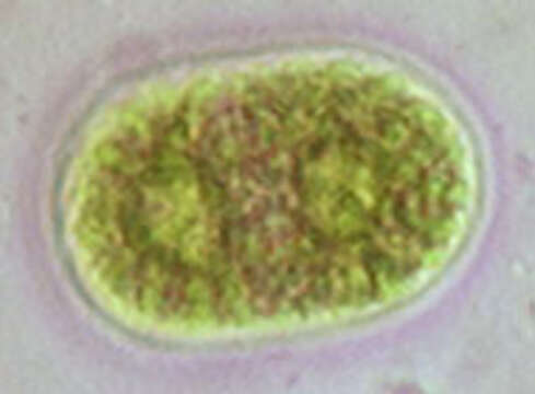 Image of Cylindrocystis Meneghini ex De Bary 1858