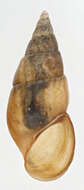 Image of <i>Rissoa <i>membranacea</i></i> membranacea