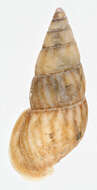 Image of <i>Rissoa <i>membranacea</i></i> membranacea