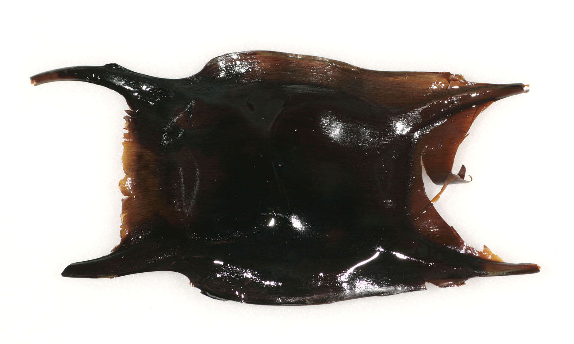 Image of Thornback skate