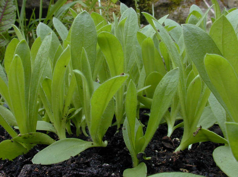 Image of Corncockles