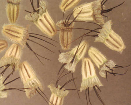 Image of dove pincushions