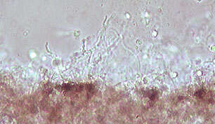 Image de Resupinatus trichotis (Pers.) Singer 1961