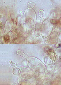 Image of Galerina clavata (Velen.) Kühner 1935