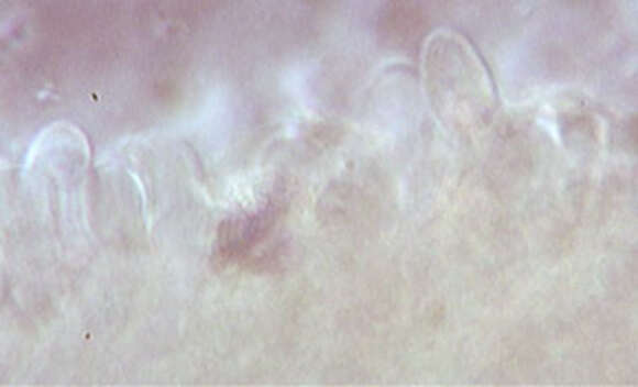 Image of Lactarius semisanguifluus R. Heim & Leclair 1950