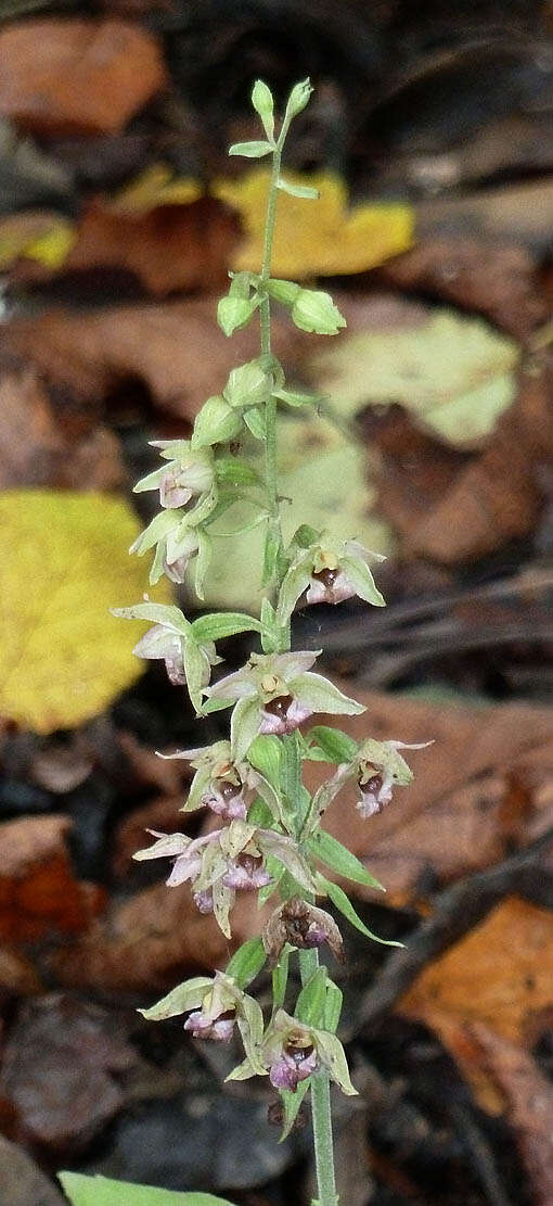 Imagem de Epipactis helleborine (L.) Crantz