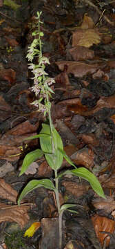 Image of Broad-leaved Helleborine