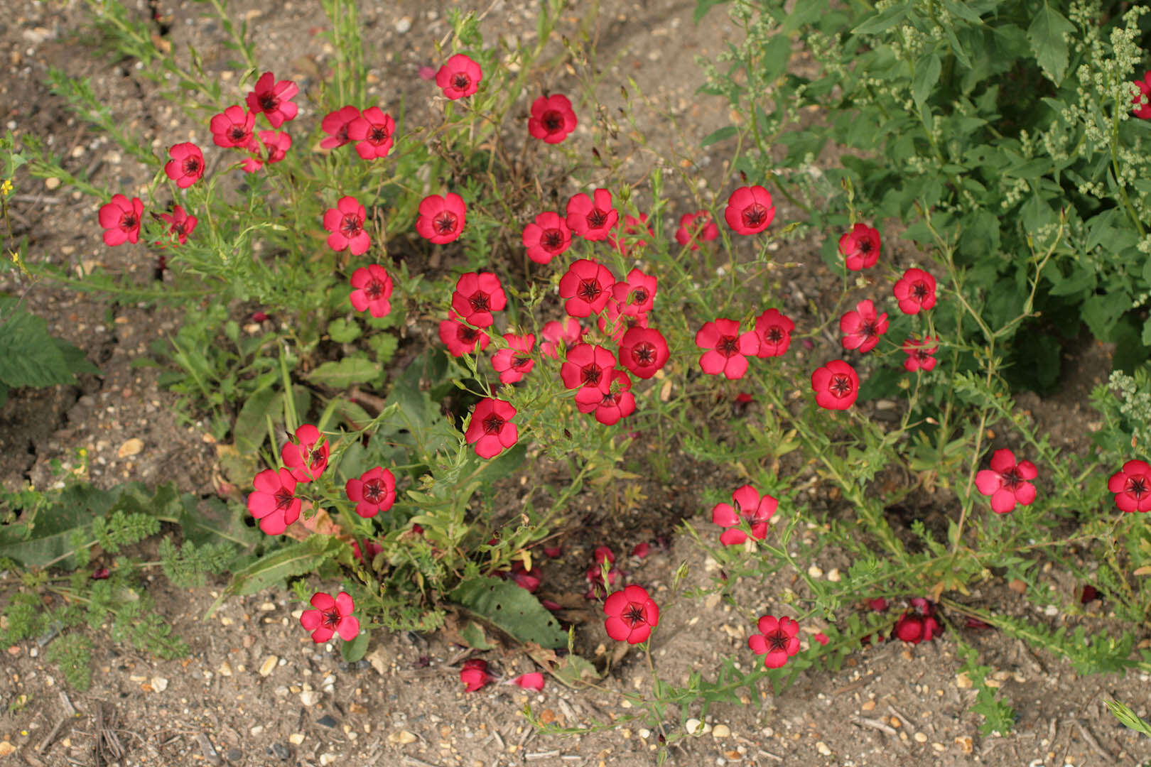 Image of flowering flax