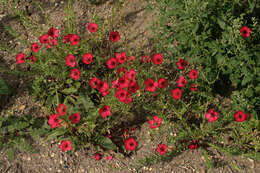 Image of flowering flax