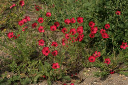 Image of flowering flax