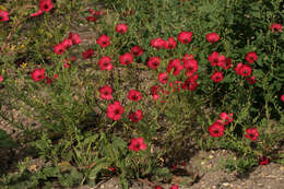 Image of flowering flax