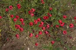 Image of flowering flax