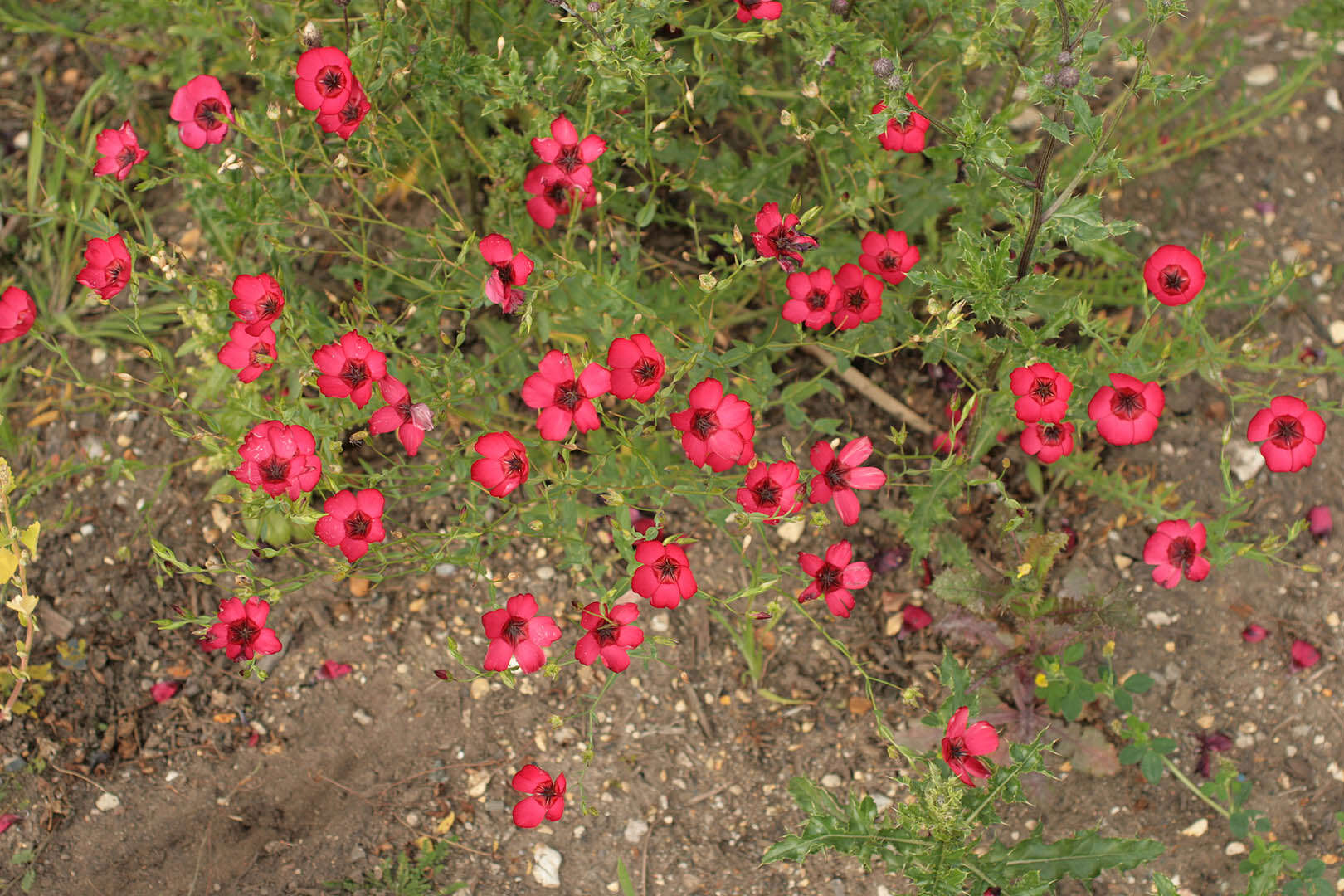 Image of flowering flax