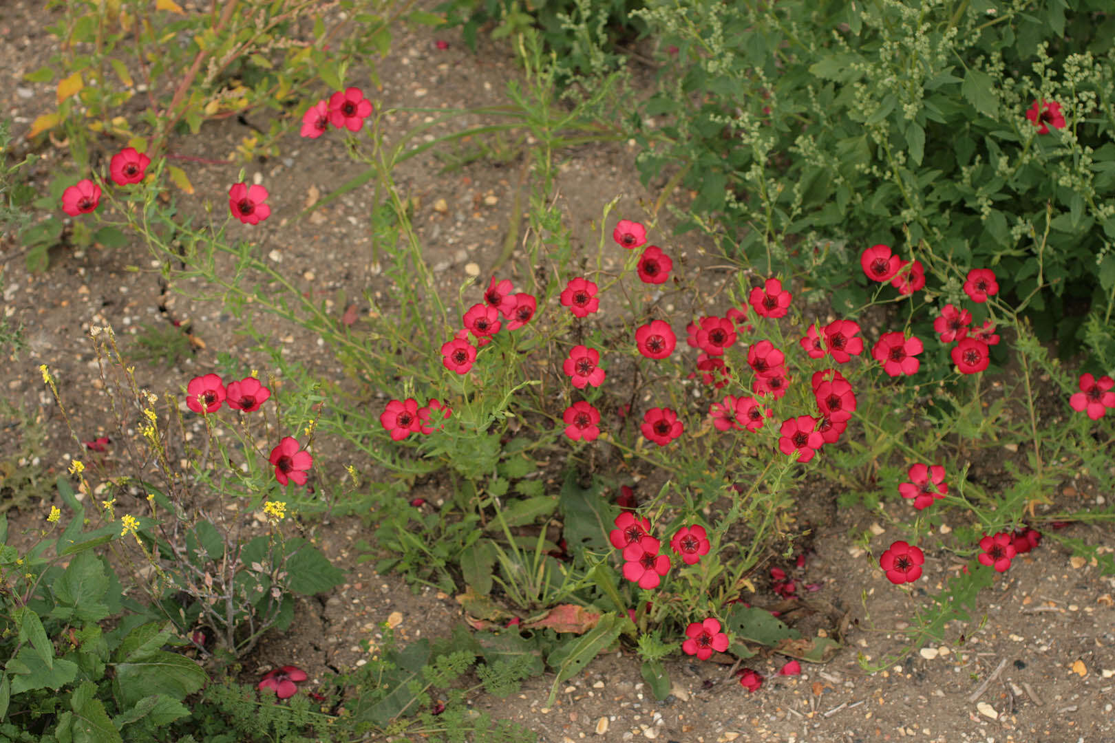 Image of flowering flax